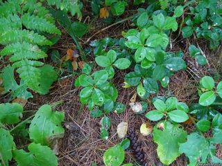 5520_GAULPRO_502 thumbnail