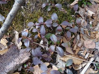 5520_GAULPRO_505 thumbnail