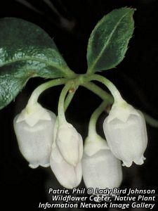 5520_GAULPRO_6 thumbnail