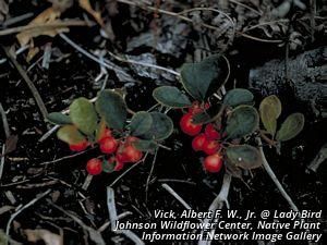 5520_GAULPRO_7 thumbnail