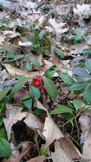 5520_GAULPRO_800 thumbnail