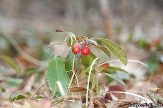 5520_GAULPRO_802 thumbnail