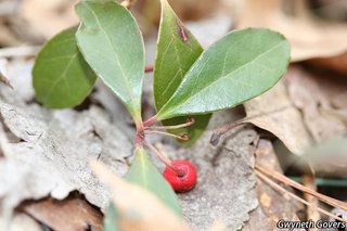 5520_GAULPRO_803 thumbnail