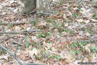 5520_GAULPRO_810 thumbnail