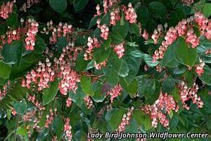 5521_GAULSHA thumbnail