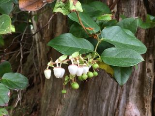 5521_GAULSHA_500 thumbnail