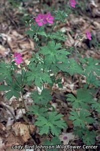 6042_GERAMAC thumbnail