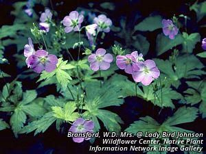 6042_GERAMAC_3 thumbnail