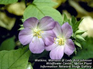 6042_GERAMAC_4 thumbnail