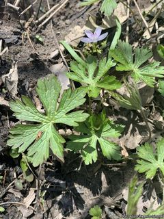 6042_GERAMAC_501 thumbnail