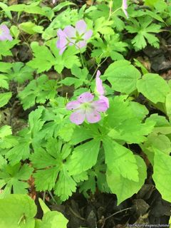 6042_GERAMAC_502 thumbnail