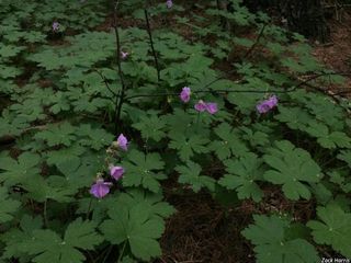 6042_GERAMAC_510 thumbnail