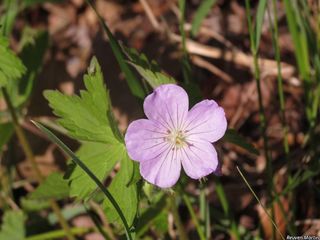 6042_GERAMAC_526 thumbnail