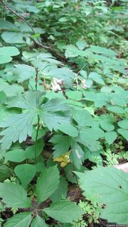 6042_GERAMAC_8001 thumbnail