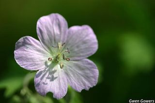 6042_GERAMAC_8101 thumbnail