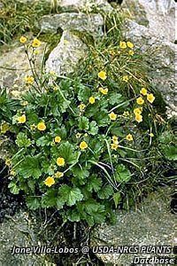 8770_GEUMPEC thumbnail