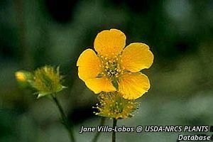 8770_GEUMPEC_2 thumbnail