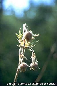 8775_GEUMTRI thumbnail