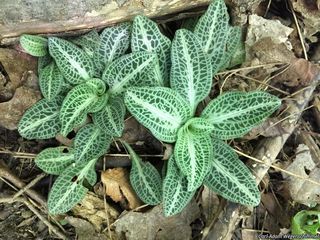 6874_GOODPUB_500 thumbnail