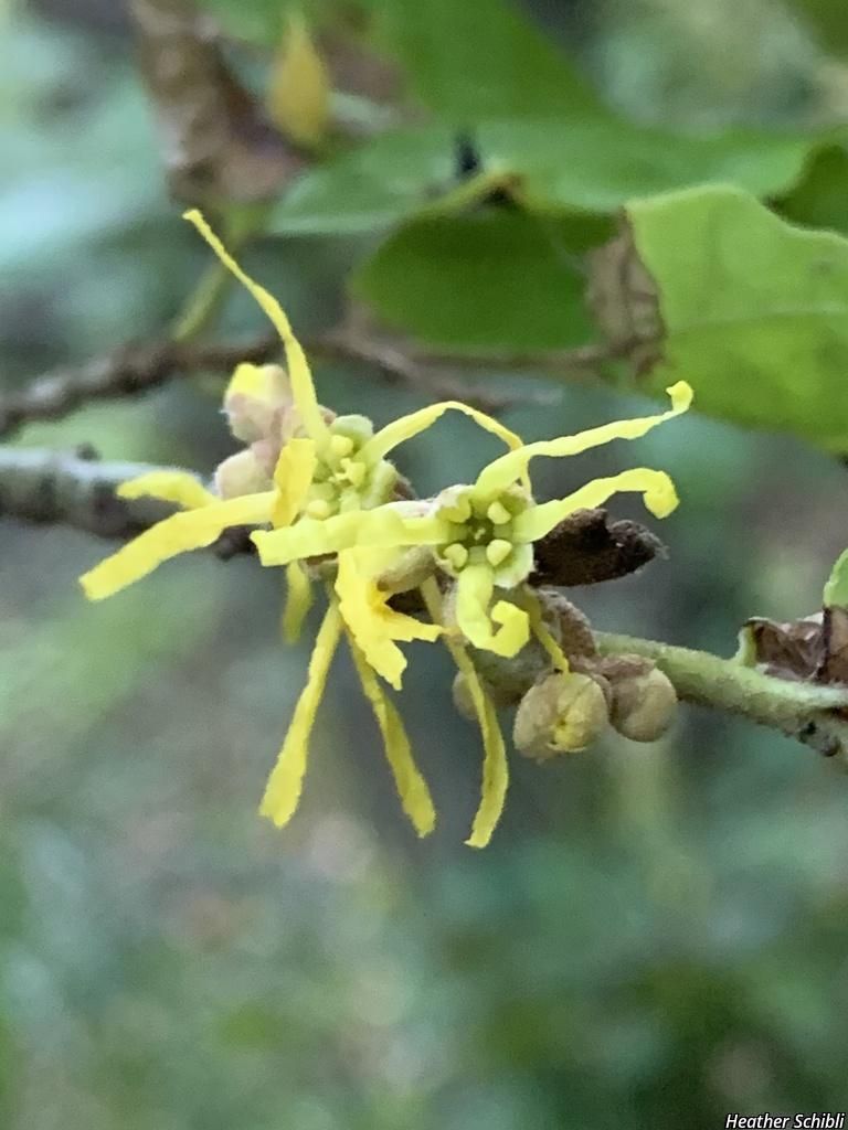 American Witchhazel