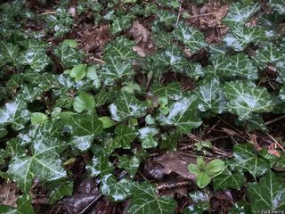 2688_HEDEHEL_500 thumbnail