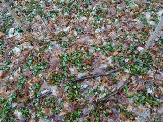 2688_HEDEHEL_501 thumbnail