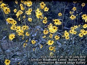 3192_HELIDIV thumbnail