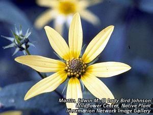 3192_HELIDIV_2 thumbnail