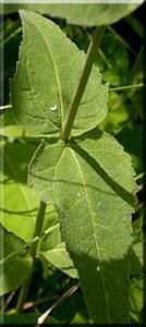 3192_HELIDIV_3 thumbnail