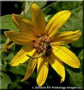 3192_HELIDIV_4 thumbnail