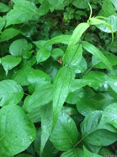 3192_HELIDIV_506 thumbnail