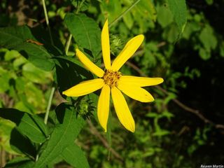 3192_HELIDIV_507 thumbnail