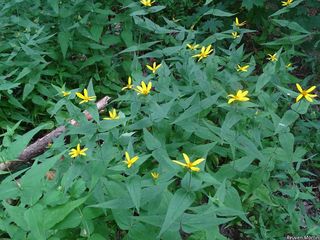 3192_HELIDIV_509 thumbnail