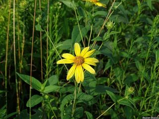 3192_HELIDIV_512 thumbnail