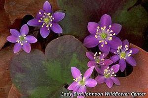 19511_HEPAAME thumbnail