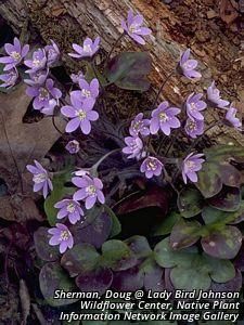 19511_HEPAAME_4 thumbnail