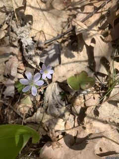 19511_HEPAAME_501 thumbnail