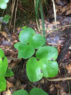 19511_HEPAAME_502 thumbnail