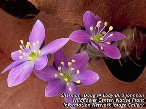 19511_HEPAAME_6 thumbnail