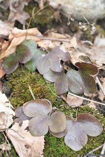 19511_HEPAAME_808 thumbnail