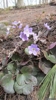 19511_HEPAAME_822 thumbnail