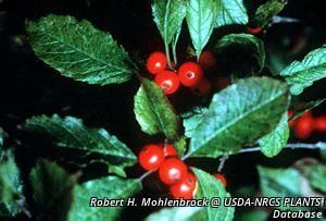 2671_ILEXVER_3 thumbnail