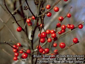 2671_ILEXVER_4 thumbnail