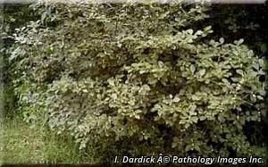 2671_ILEXVER_5 thumbnail