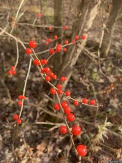 2671_ILEXVER_505 thumbnail