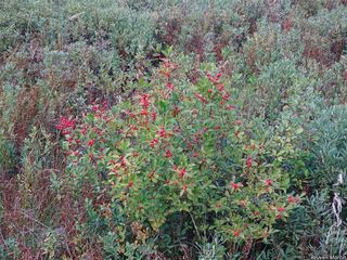 2671_ILEXVER_509 thumbnail