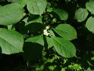 2671_ILEXVER_513 thumbnail