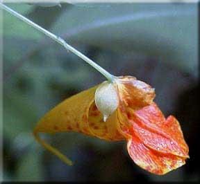 3655_IMPACAP_10 thumbnail