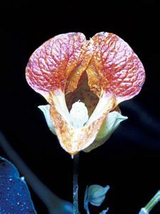 3655_IMPACAP_2 thumbnail