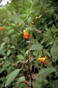 3655_IMPACAP_4 thumbnail